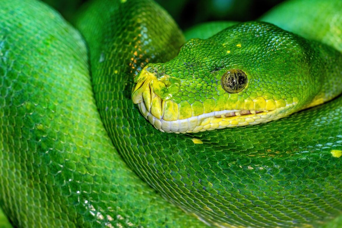 Python: The Powerhouse Behind Digital Transformation in 2025