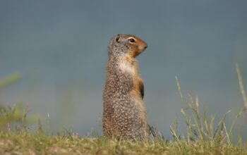 gopher mascot on cloud server