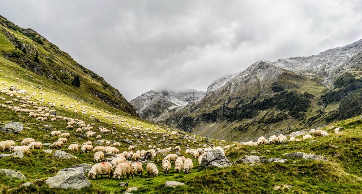 Solar Grazing Gains Momentum as Sustainable Land Management Practice