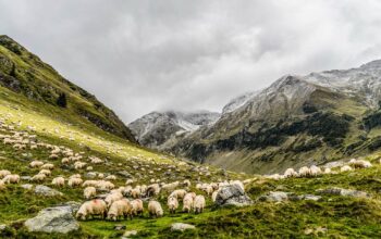 sheep grazing solar panels