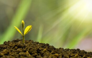 green plant growing from coins