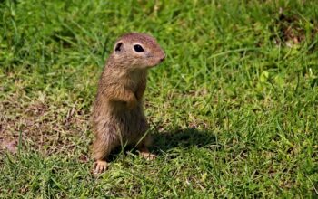 gophers coding together harmoniously