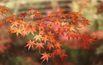 colorful orange tree logo