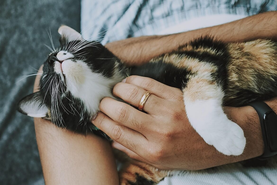 Pet Care Workflows In The Modern Age