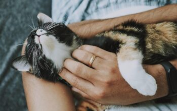 technological pet care solutions