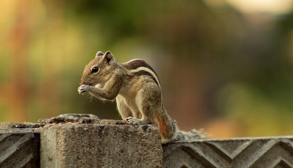 squirrel inspired robot leaping