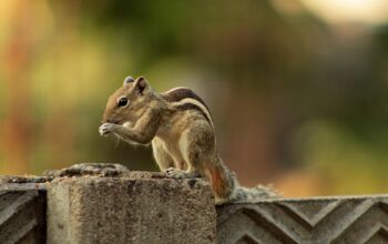 squirrel inspired robot leaping
