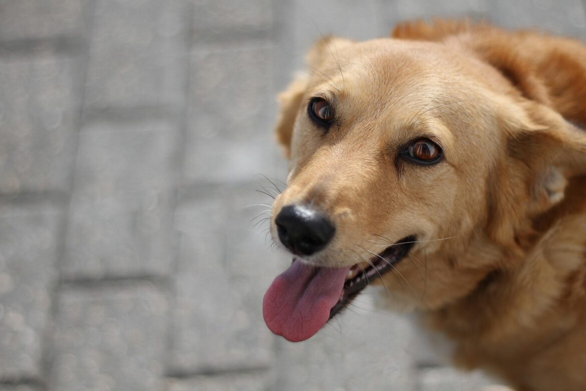 Pet Tech Takes Center Stage