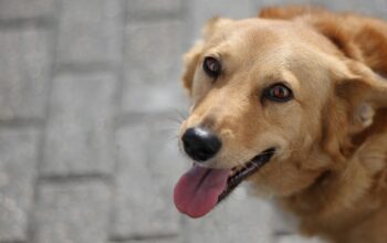 ai powered pet health monitoring