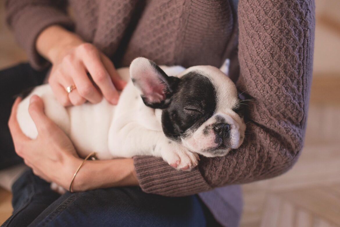 Pet Productivity Trends