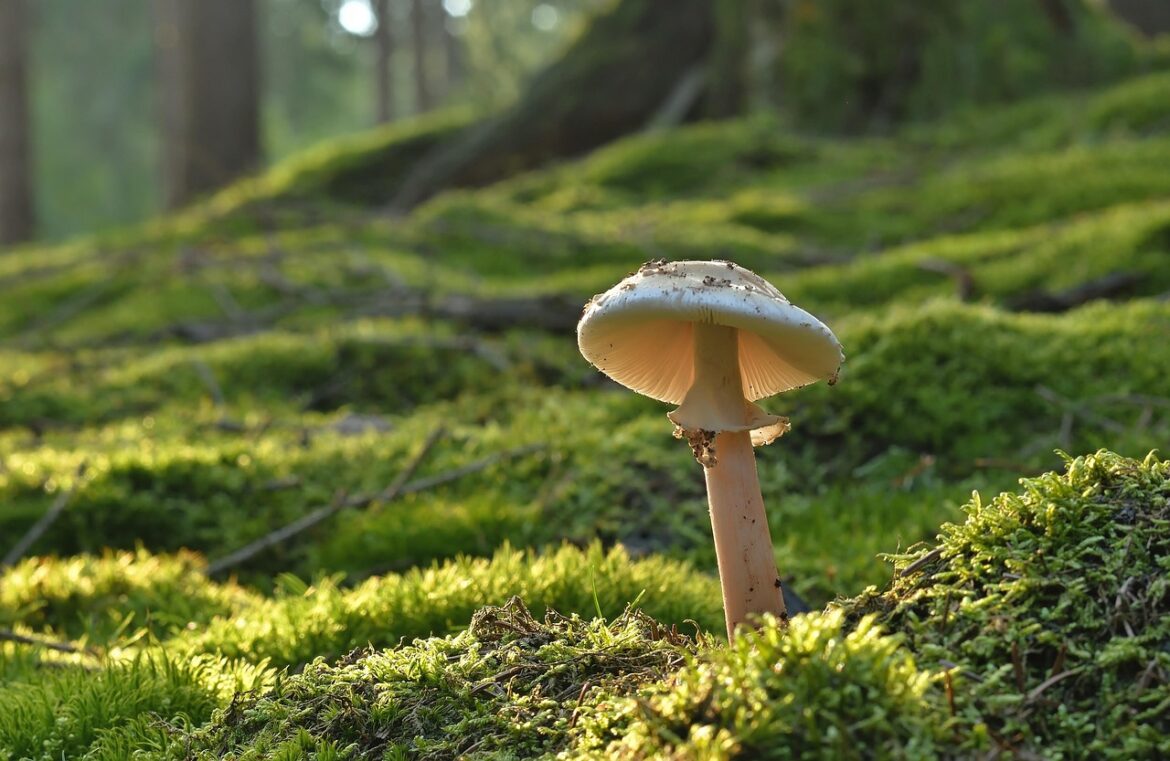 Mental Health Grocery Trends 2025: Functional Mushrooms and Soothing Sips Take Over Shelves