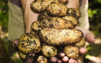 green forest community farming soil