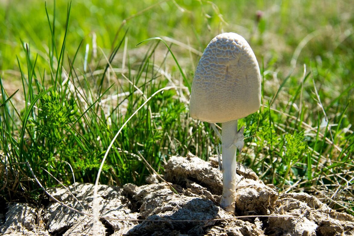 Innovations and Real Stories Shaping Environmental Sustainability in 2025