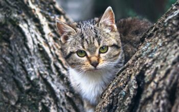 pets and ai devices