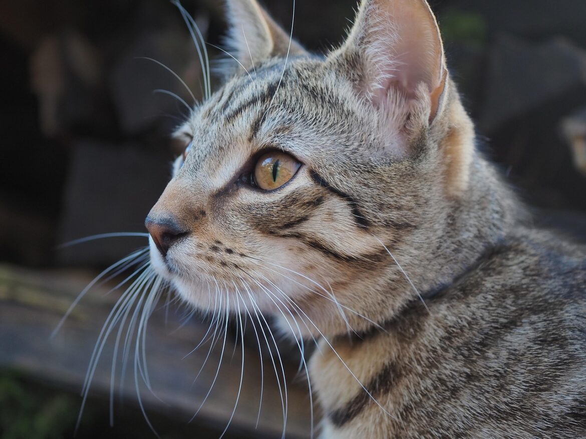 Pets And Mental Health: Real Stories Count