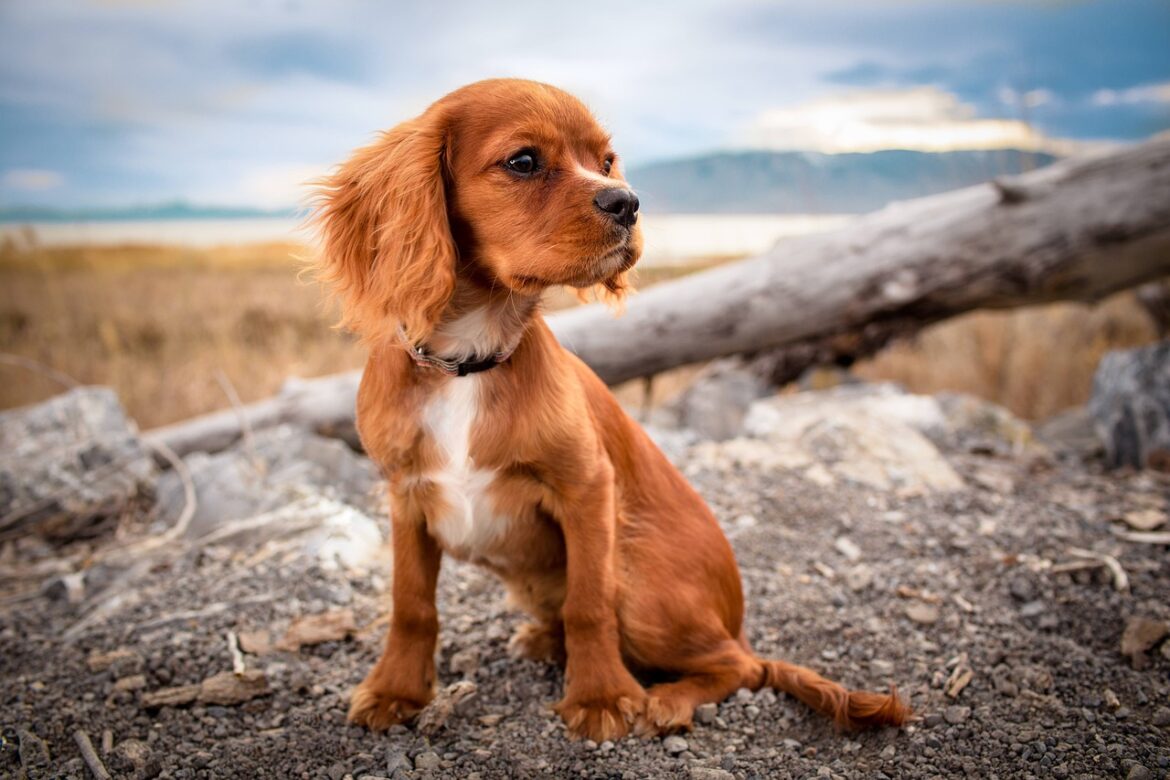 How Digital Transformation is Shaping the Pet Industry in 2025