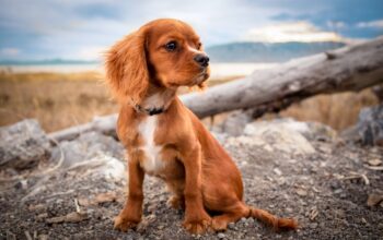 smart pet collar with app