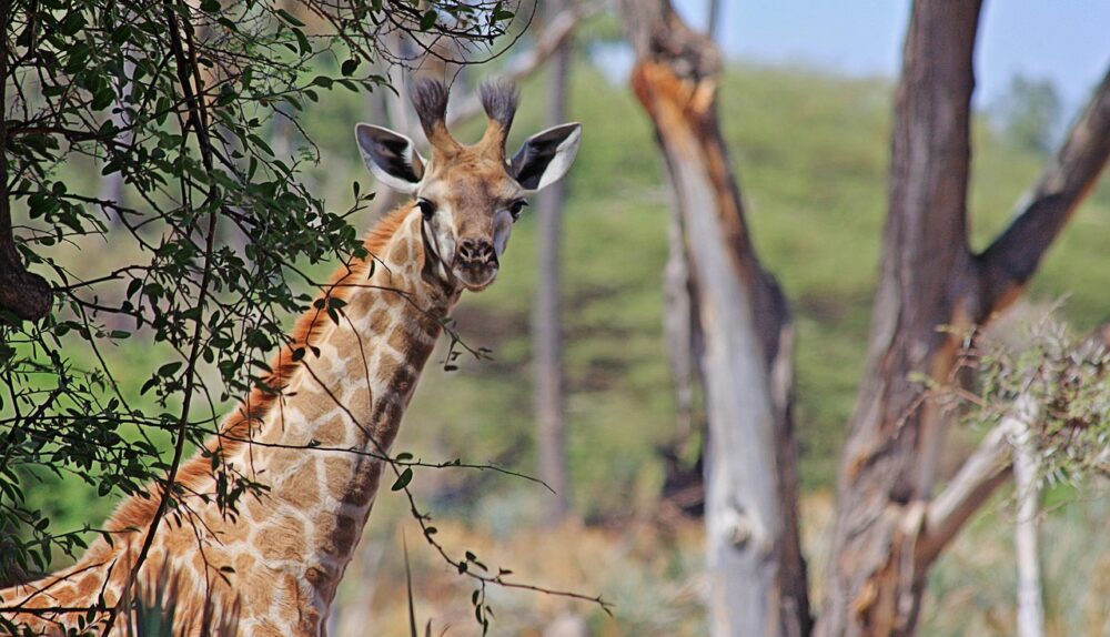ai drone over savannah giraffes