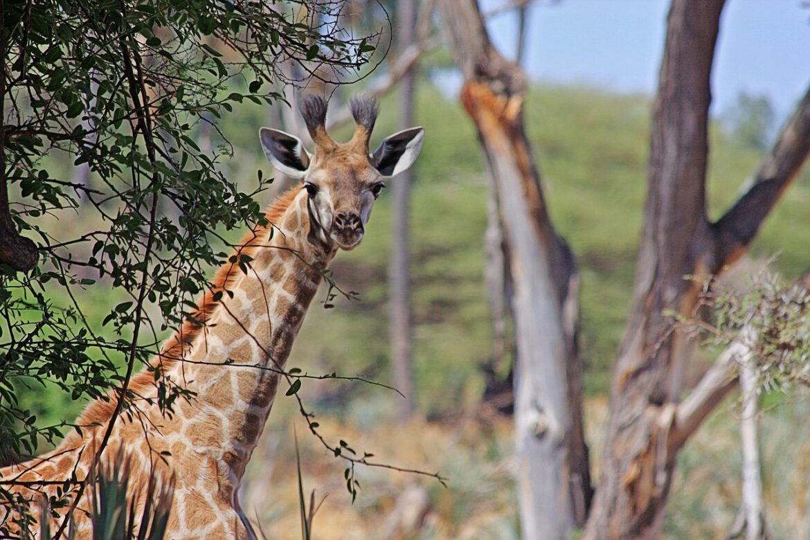 From Saving Giraffes to Mind-Reading Tech: Real AI Stories Shaping 2025