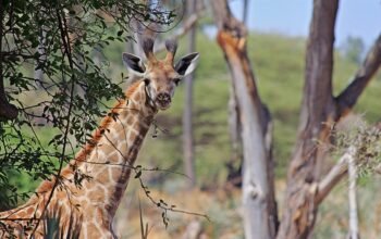 ai drone over savannah giraffes