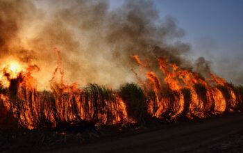 firefighters battling wildfire forest