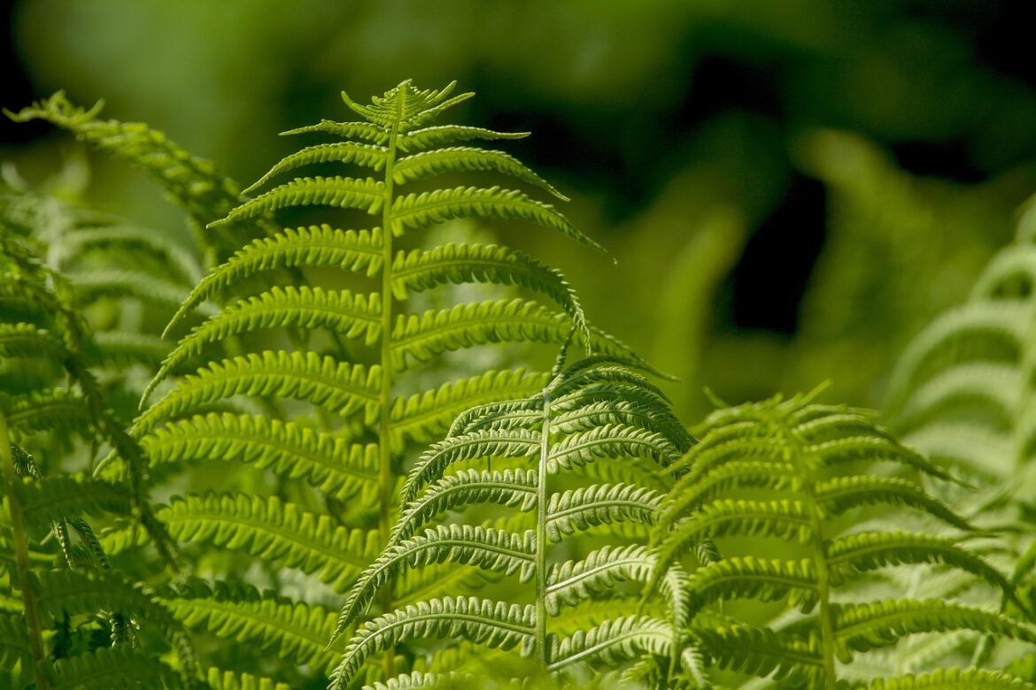 Top Environmental Sustainability Podcasts You Shouldnt Miss in 2025