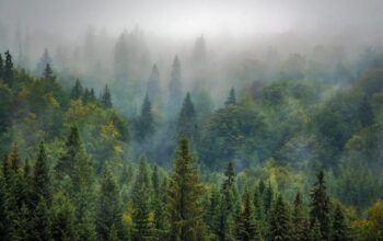 weathered landscape with trees