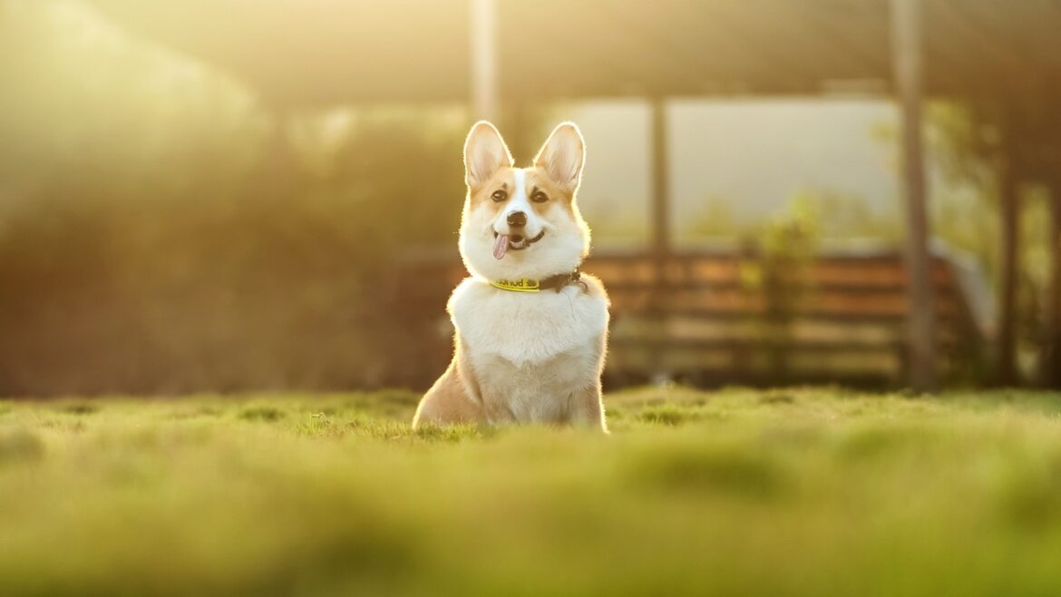 How Cloud Services Are Shaping the Pet Industry: Real Stories and Trends
