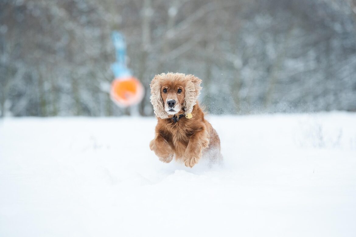 Pet Productivity Boosts: Innovations and Trends Transforming Pet Care in 2025