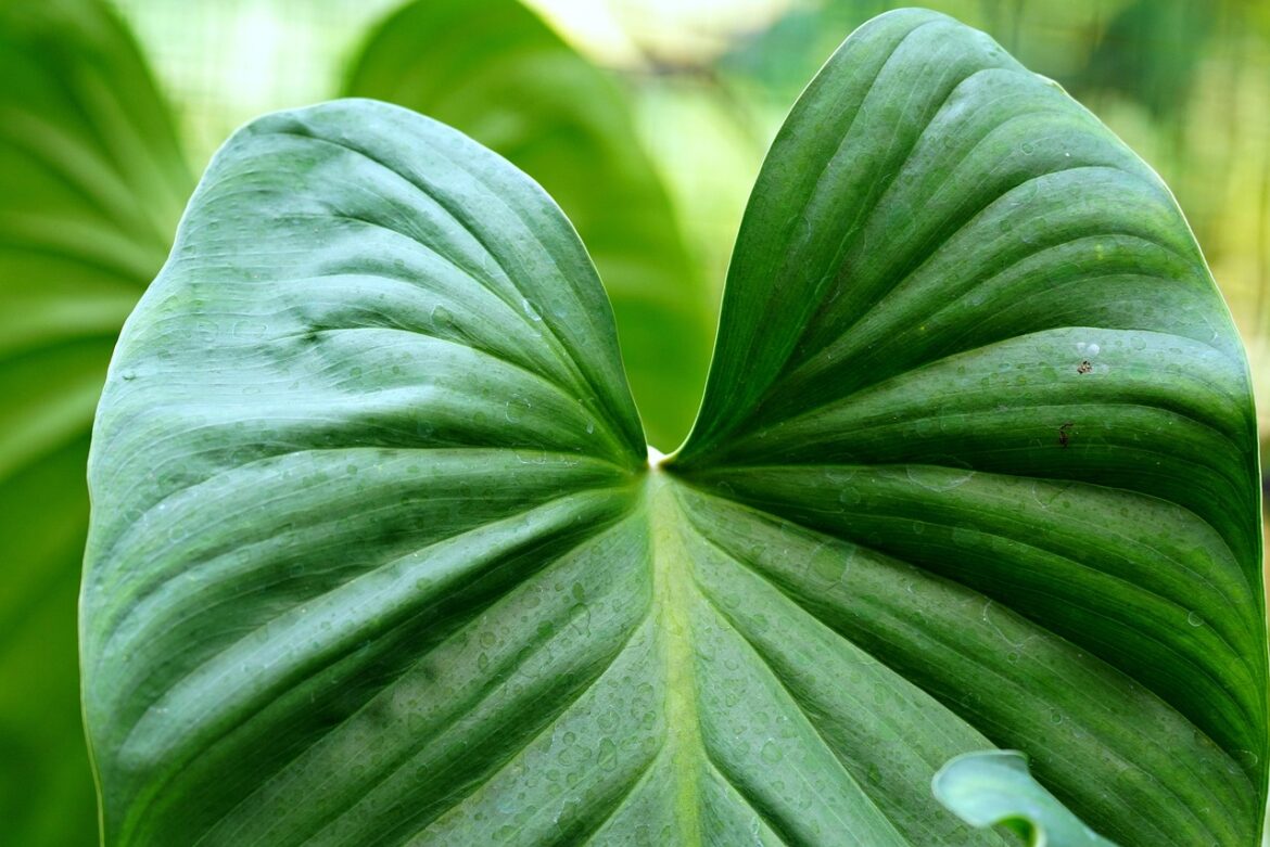 Top Eco-Friendly Phones Making a Difference in 2025