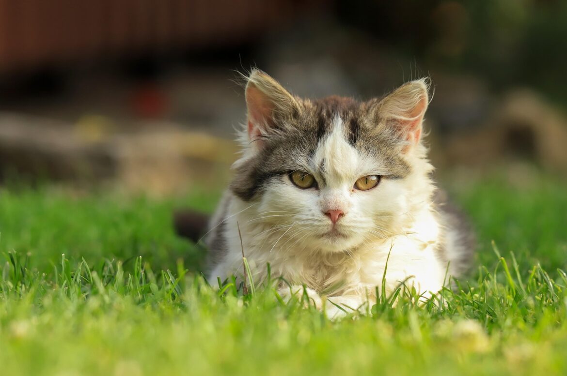 Pet Care Gets a Policy Makeover