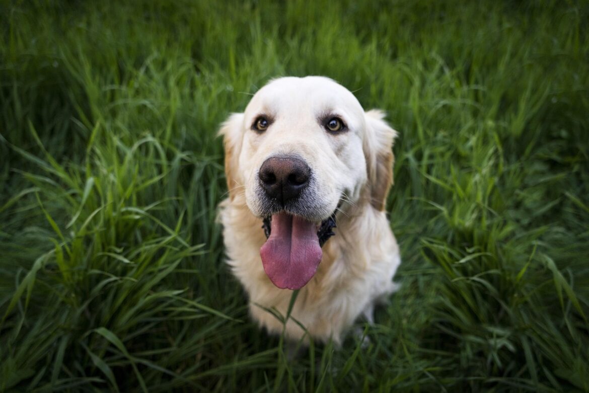 Pets Green Pawprint: Shocking Eco Stories Unveiled