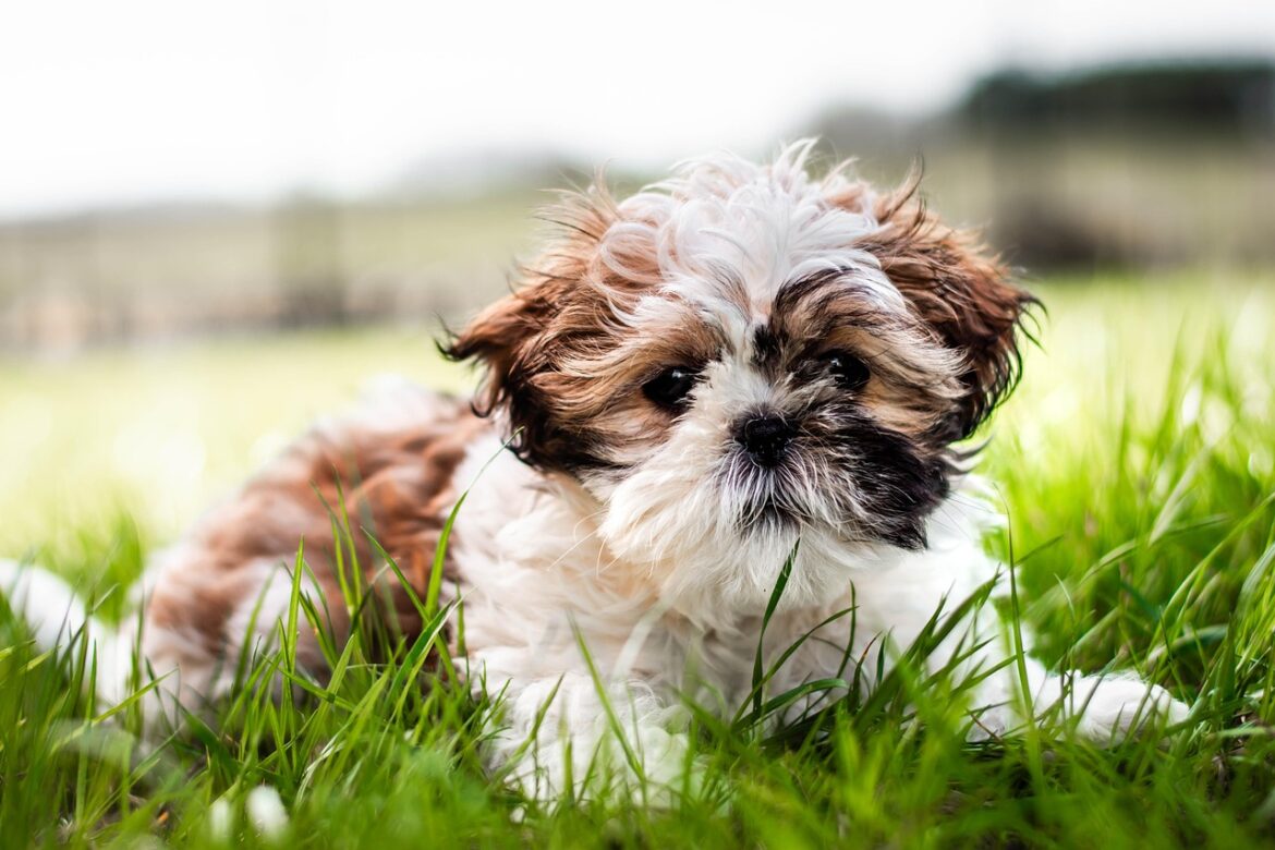 Pet Industry Goes Green: Top Sustainability Shifts