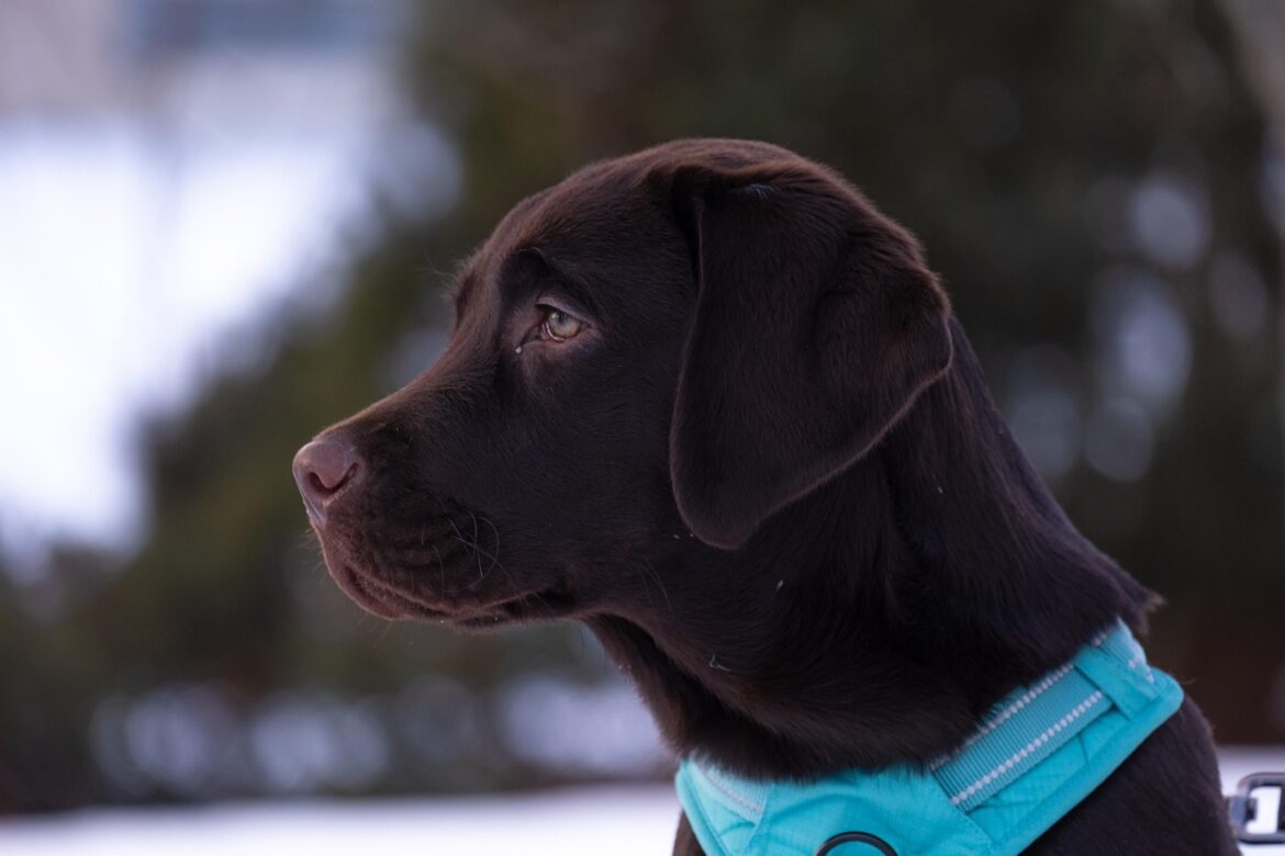 Pet Tech Engineering Buzz: 5 Hot Innovations