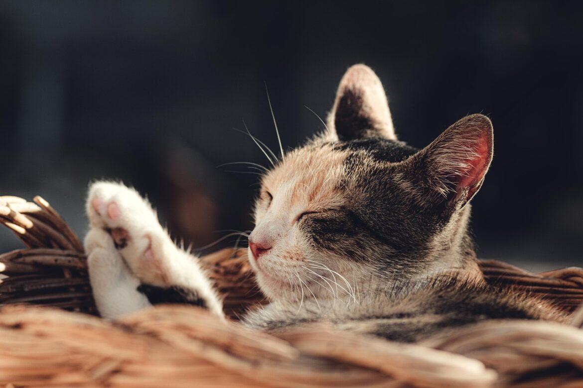Designs Hot in 2026: Faux Fur, Smart Floors and Nature Vibes