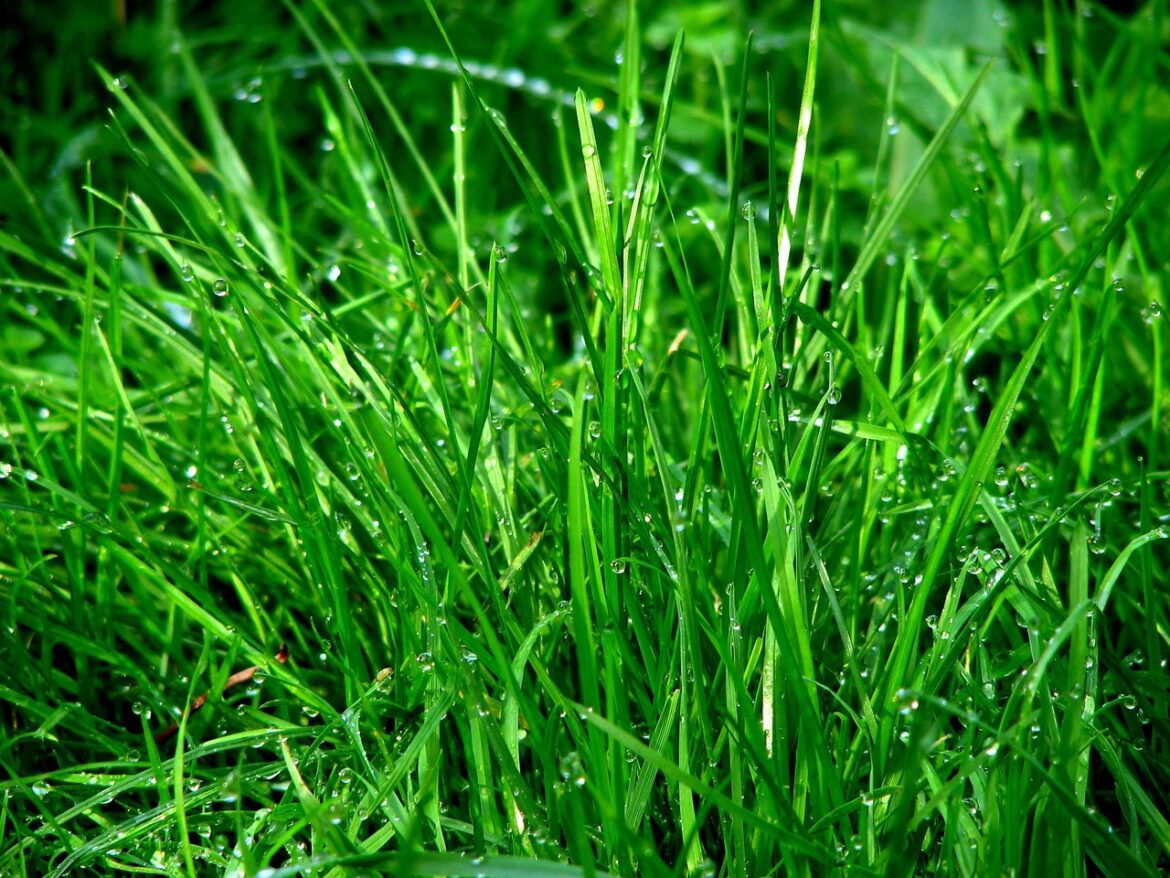 Greener Designs: 2026s Top Eco Trends