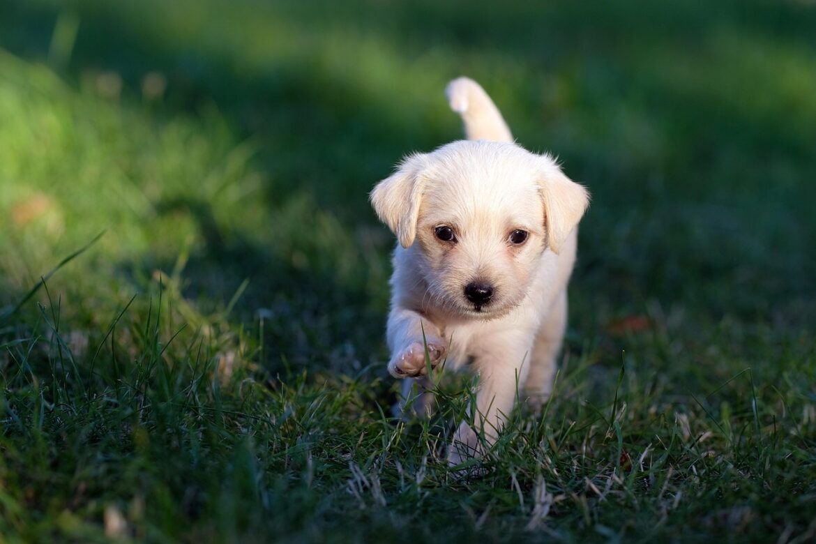 AI Pets Steal Spotlight from Fluff to Feeds