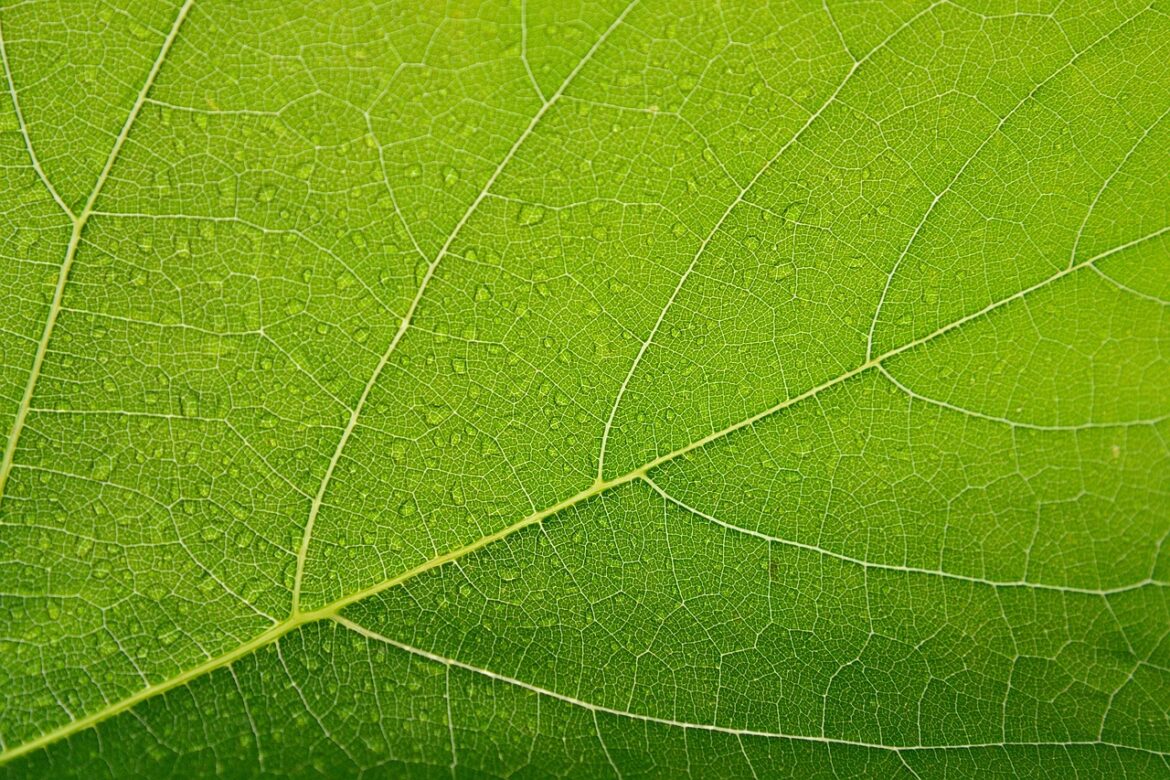 Green Gadgets Revolution: Top Eco Electronics for 2026