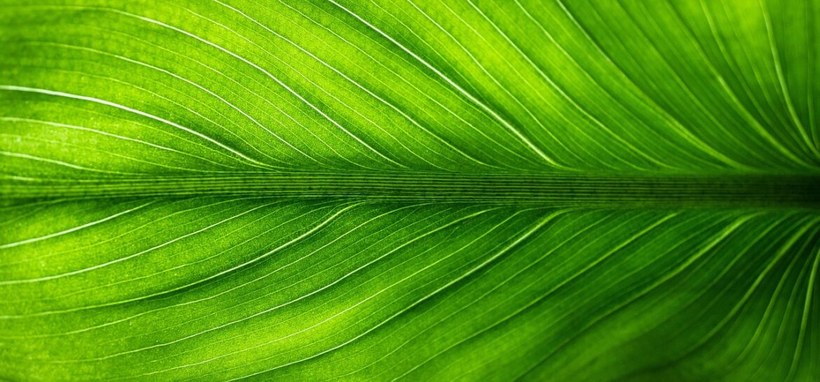 Greener Groceries: 5 Hot Sustainability Trends