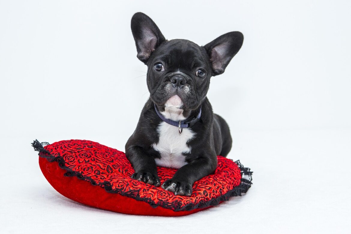 Pet Finance Buzz: Shares Dip, Inflation Mix, Market Boom
